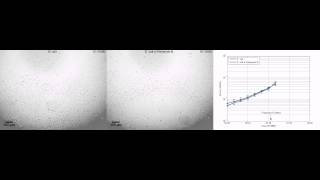 Rapid antimicrobial susceptibility testing of E coli [upl. by Fritz18]