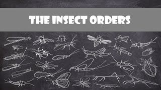 Defining Characteristics of the Insect Orders  Entomology [upl. by Teahan640]