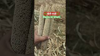 Bajra ki kheti  बाजरा की कटाई  NuTitan variety  millets  hybrid bajra  थ्रेसिंग  khetikisani [upl. by Winou]