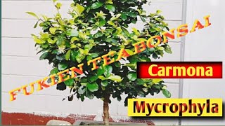 Styling Bonsai Carmona Mycrophyla  Fukien Tea  pruning fukientea carmona bonsai [upl. by Nniroc981]