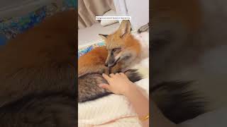 Rescued an adorable fox kit and reintroduced it to the wild animals animalshorts fox [upl. by Alexandre]