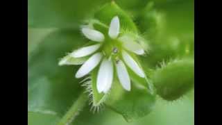 Plant portrait  Common chickweed Stellaria media [upl. by Samp456]