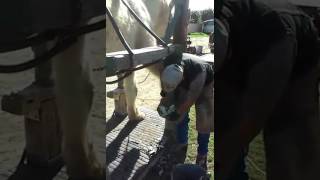 Draft Horse Shoeing in The Stock 3 [upl. by Almire]