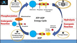 ATPADP ENERGY CYCLE [upl. by Aridaj]