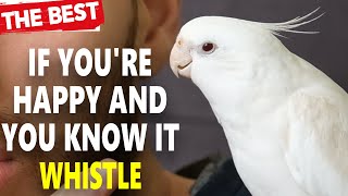 If Youre Happy and You Know It Whistling  Cockatiel Singing Training [upl. by Eannaj]