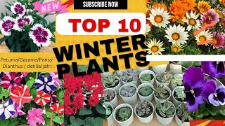 Best winter flowering plants winter heavy flowering plantsसर्दियों में लगाये खूबसूरत फूलों के पौधे [upl. by Lhary]