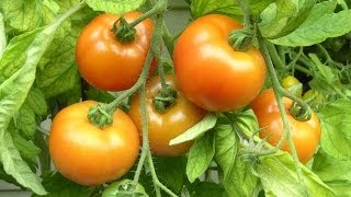 Tomaten ganz leicht selber anbauen [upl. by Baudin59]