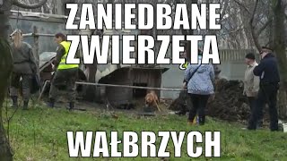 Zaniedbane zwierzęta na działce należącej do szefa wałbrzyskich struktur PSL [upl. by Anahsat749]