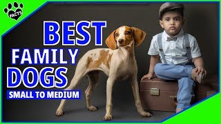 Top 10 Best Family Dogs Small to Medium  Dogs 101 [upl. by Norrek]