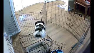 Smart Dog Escapes Cage Brilliantly  1319722 [upl. by Bradski]