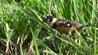 COLEIRODOBREJO banho coletivo SPOROPHILA COLLARIS RUSTYCOLLARED SEEDEATER COLEIRADOSERTÃO [upl. by Iek]