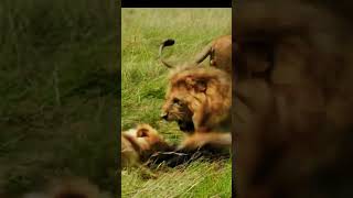 Lion Stalks and Hunts Cow in the Wild  Intense Predator Action [upl. by Duffy]