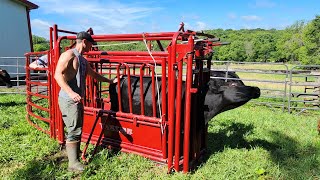 Working Cattle with the Tarter VALUE 90 SWEEP and CATTLEMASTER SERIES 3 [upl. by Trace]