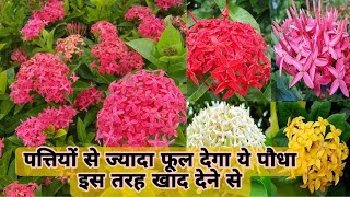 Ixora Plant में फूल के लिए क्या खाद दे और कैसे करें देखभाल  How to Get More Flowering in Ixora [upl. by Bryner745]