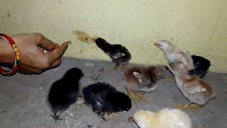 How to Feed Newly Hatched Chicks  Feeding Newborn Chickens [upl. by Acissj128]