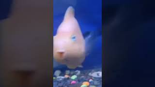 goviralshorts fish aquarium fishing parrot [upl. by Blankenship]