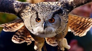 Cri du Hibou 🦉Bruit Hibou [upl. by Adore]