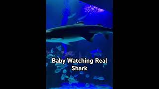 Baby watching real Shark fakieh aquarium fish [upl. by Aihcila410]