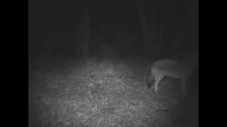 The yiphowl of the coywolves in the Eastern Townships [upl. by Lennie]