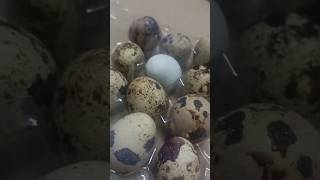 Quail Egg amazingpriseatlulumall healthyfood ytviral ytshorts [upl. by Yerfdog36]