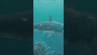 Great White vs Bull Shark Ocean Titans Clash sharks bullsharks greatwhiteshark [upl. by Latoya]