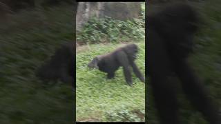 gorilla cutest kick 🤣 gorillatag 金剛猩猩 台北市立動物園 shorts [upl. by Ahtnahc]