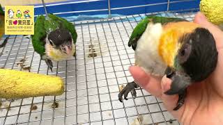 黑頭凱克寵物性佳（Blackheaded Caique） [upl. by Yarrum]