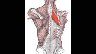 Rhomboid Major Muscle [upl. by Airegin]