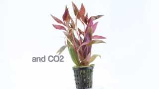 An aquarium plant for mid to backgrounds  Alteranthera cardinalis [upl. by Alig]