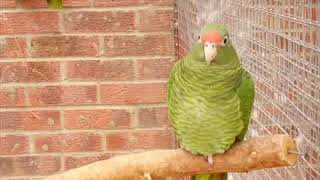 THE FASHIONABLE PARROTS of WINGHAM WILDLIFE PARK [upl. by Nomzed]