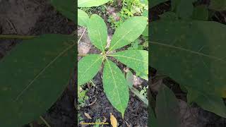 Palmately Compound Leaves leaves ornamentalplants leaf [upl. by Nims841]