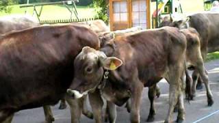 Austrian Cow Parade [upl. by Eelatan]