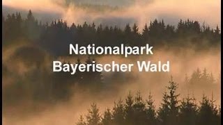 Nationalpark Bayerischer Wald [upl. by Anaira590]