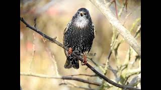 Szpak sturnus vulgaris [upl. by Hyrup658]