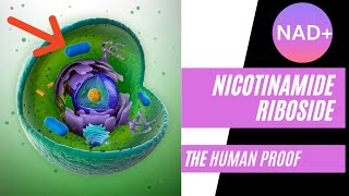 Nicotinamide Riboside The Human Proof [upl. by Gerianne438]