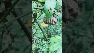 Collected Polistes nest along trail [upl. by Cordey]