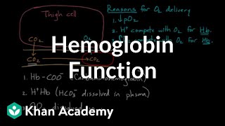 Hemoglobin moves O2 and CO2  Human anatomy and physiology  Health amp Medicine  Khan Academy [upl. by Ricarda]