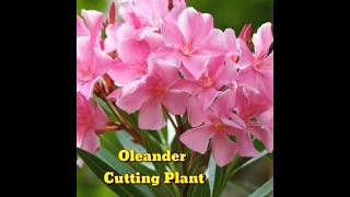 How To Grow Oleander Plant From Cuttings  In This Way Will Never Fail shorts।Kapu Gamit [upl. by Lianna]