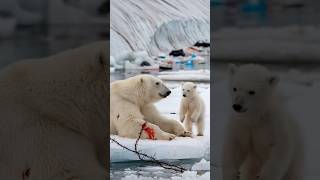 A heartfelt tale of a bear cub seeking a sailors help to save its gravely injured motherpolarbear [upl. by Emerson]