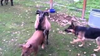 Barnyard antics German Shepherd Blackbelly Sheep and pigs [upl. by Hanshaw]