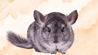 Chinchilla Care 101 Essential Tips for Pet Owners [upl. by Herwig]