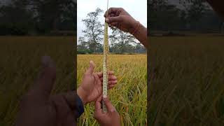 Krishidhan seeds Pvt ltd  Paddy variety  Trump 162 [upl. by Dominica]