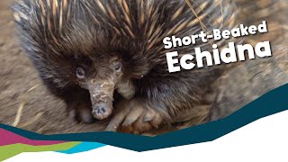 Keeper Talk  ShortBeaked Echidna [upl. by Dorothea]