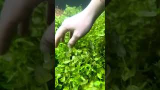 BACOPA Caroliniana Yellow Flame 🔥 Aquarium Plant For Sale [upl. by Letniuq]