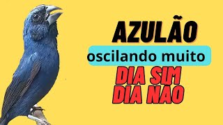 Porque o seu AZULÃO fica oscilando o canto dia sim dia não [upl. by Milon]