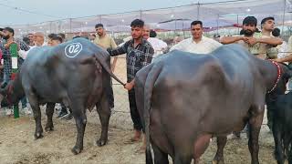 Live National competition in Matloda Panipat Milking Buffalo Empty Time haryana131415 Oct 2024 [upl. by Amalberga939]