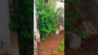 Asala palletoori andaalu chudataaniki rendu kallu saripovu [upl. by Knighton]