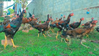 Method Easy To Raising Chickens  Daily Work Raising Chickens For Eggs Everything You Need To Know [upl. by Ashok652]