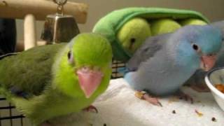 Baby parrotlets playingeating  45 weeks old [upl. by Neeluj]