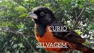 Curió selvagem mateiro Cantoria Boa [upl. by Ttennaj]